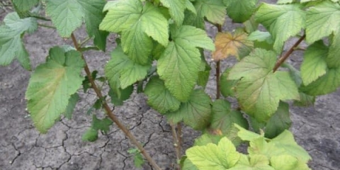 Hloroza na ribizli - kako se boriti i kako liječiti, šta nedostaje